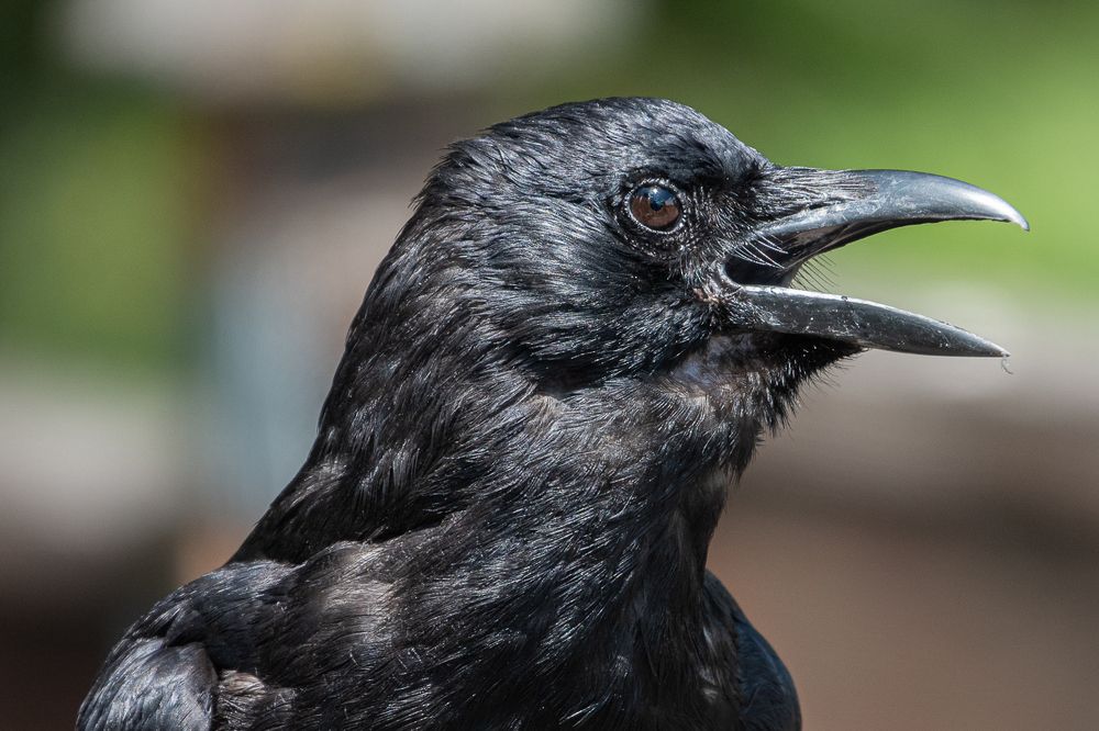 Фотография автора Михаил Боряк