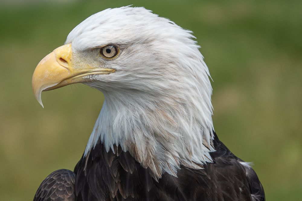 Фотография автора Михаил Боряк
