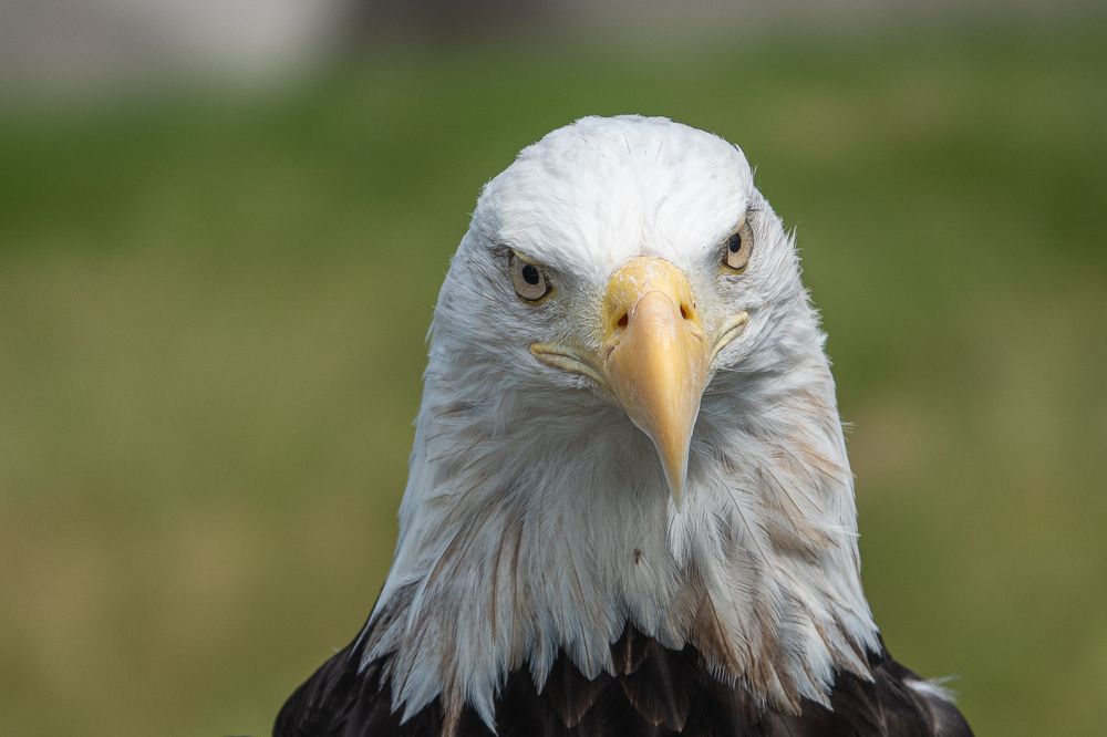 Фотография автора Михаил Боряк