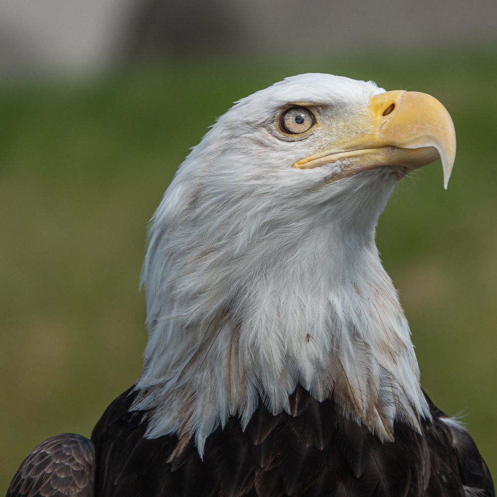 Фотография автора Михаил Боряк