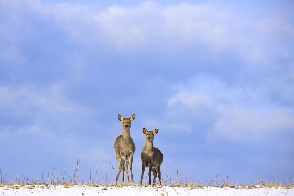 Photograph by W Shan