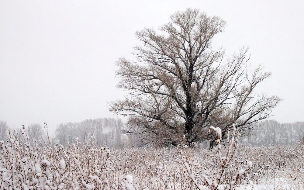 Photograph by Жанна Валиева