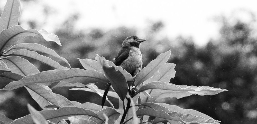 Photograph by Simone Guaselle