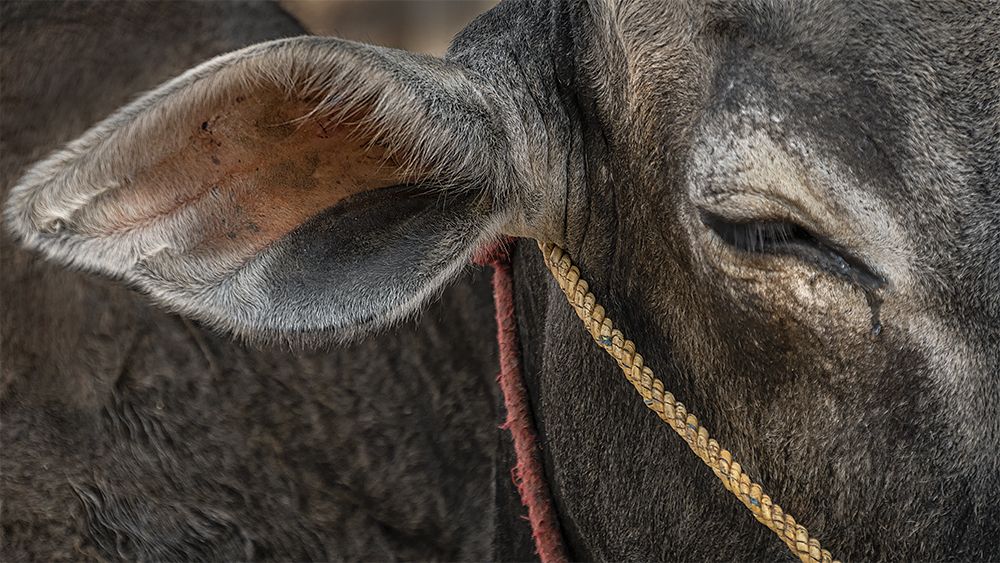 Cow Eye