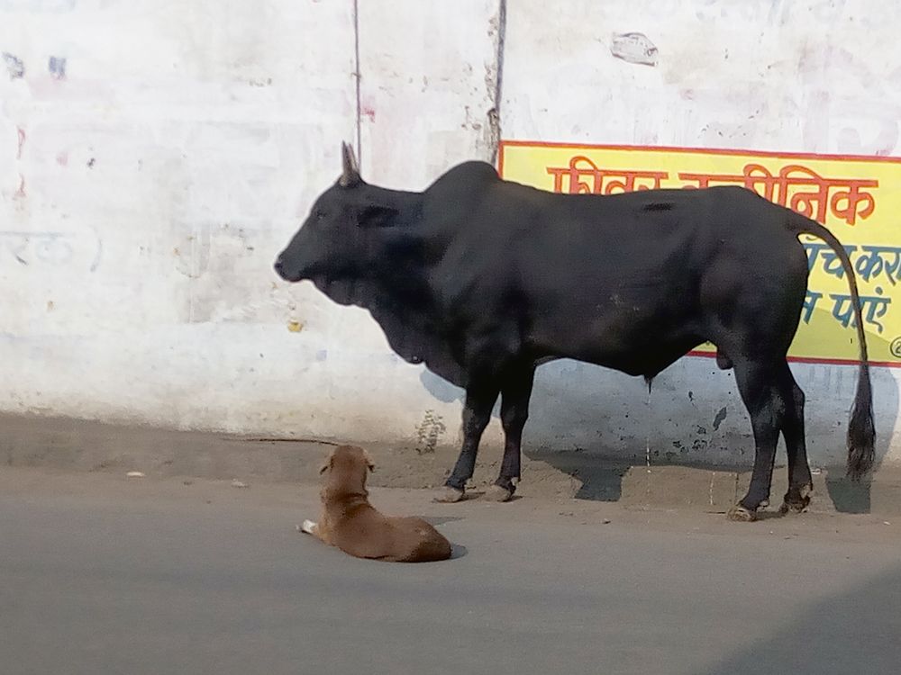 Photograph by Atul Padia