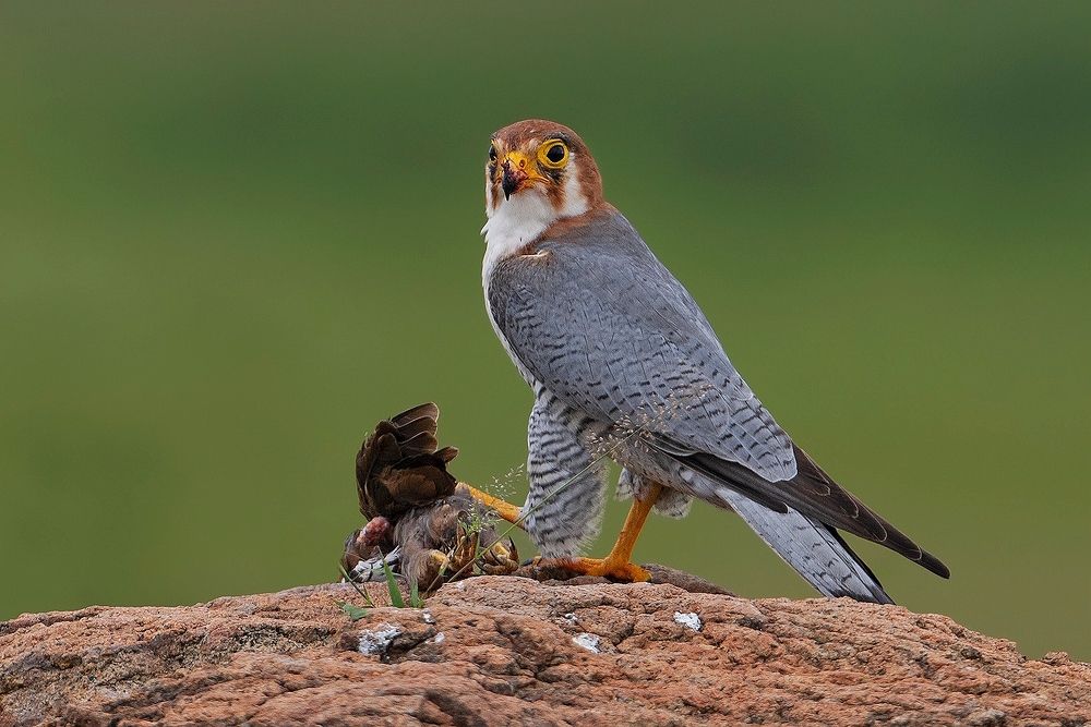 Photograph by gowathaman ganesan