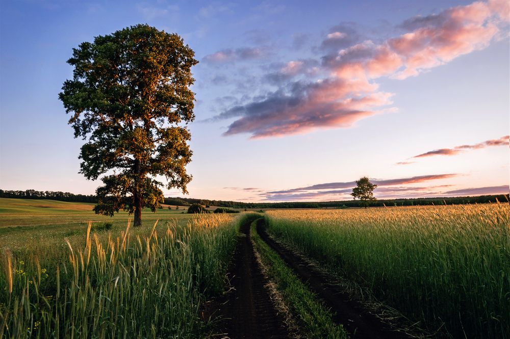 Когда иду полями...