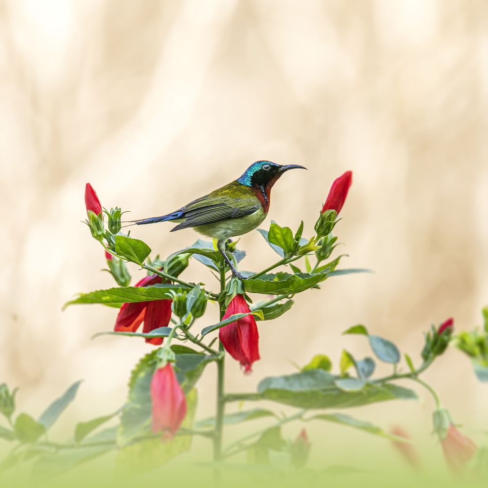 Sunbird