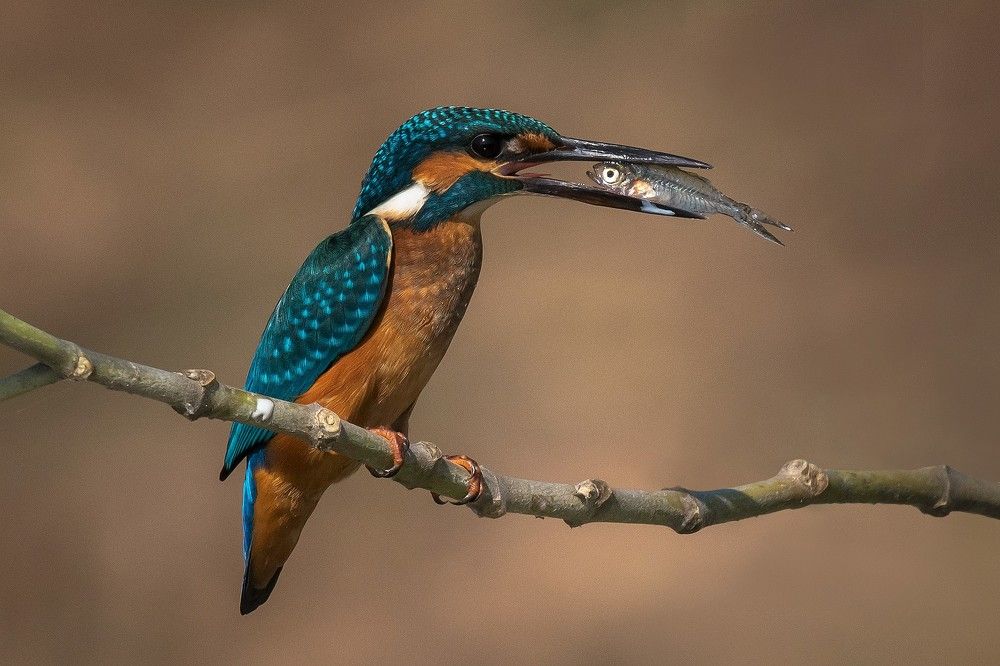 Photograph by gowathaman ganesan