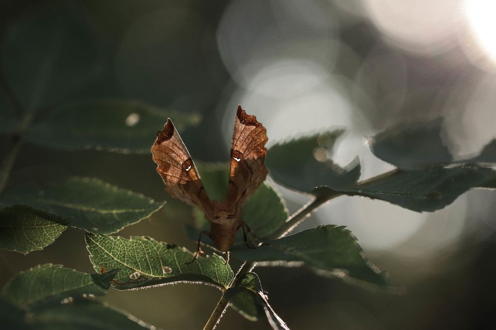 Photograph by Кистаубаева Айша Дилмуханбетовна