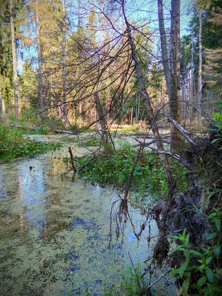 Лесная речушка