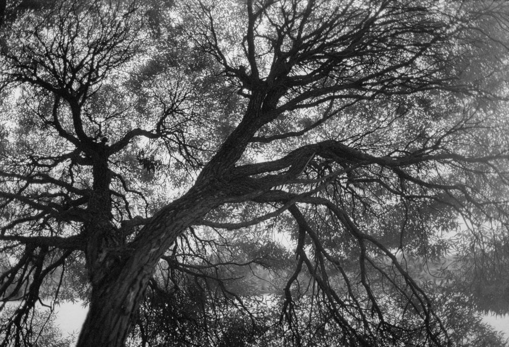 Родственные связи