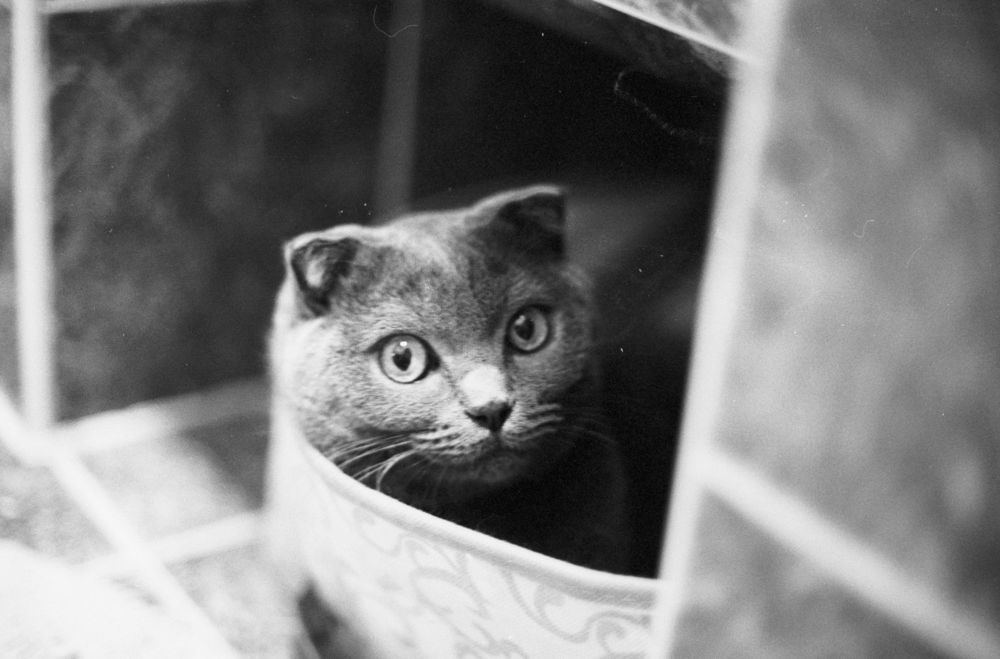 Photograph by Ирина Мотчева