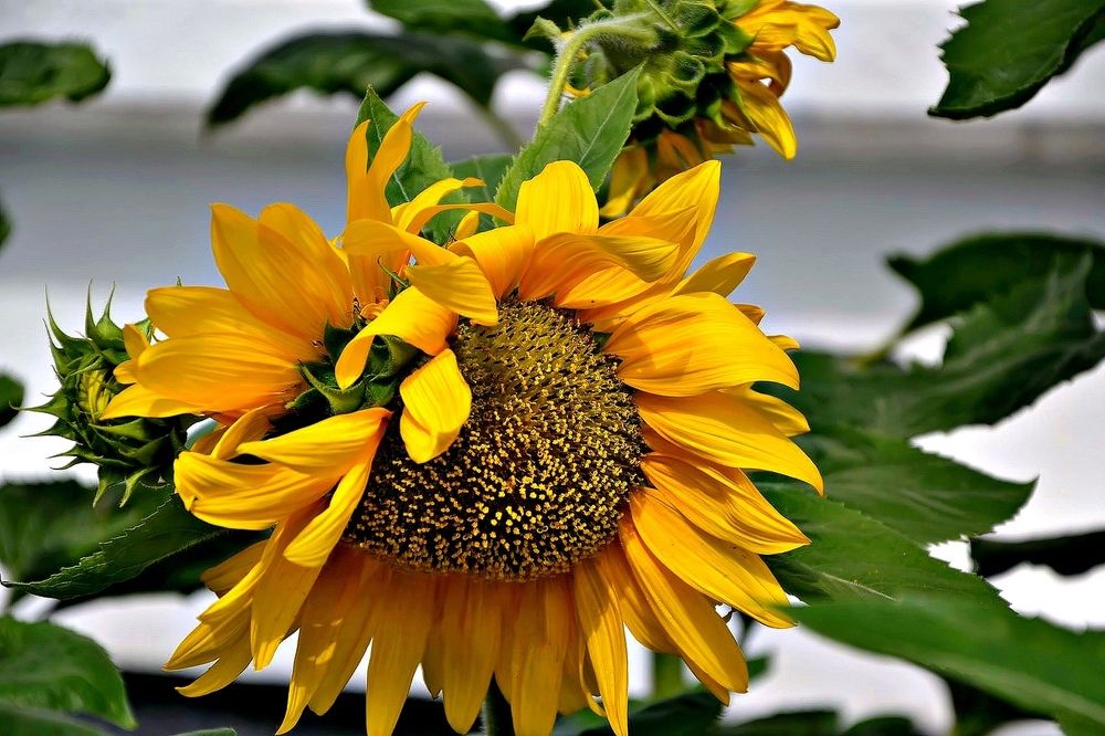 "Подсолнух - цветок солнца".