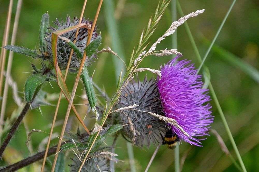Цветок колючки.