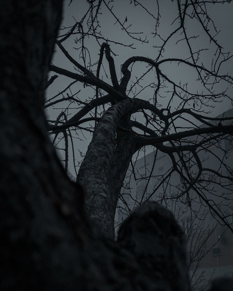 Photograph by Шухрат Нормаматов