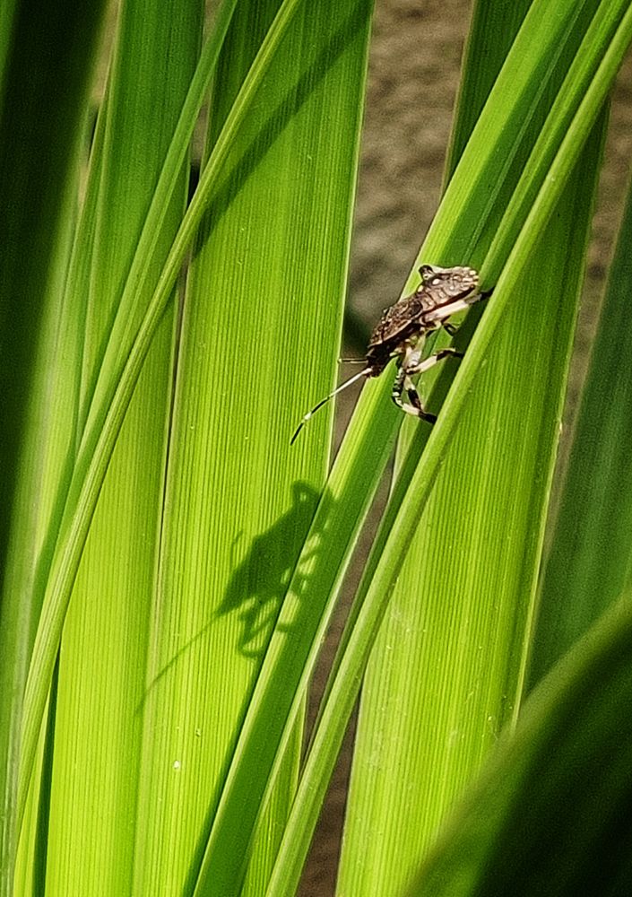Looking at my shadow