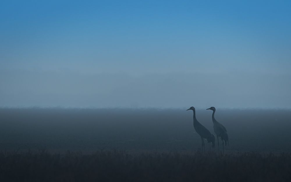 Common cranes and fog