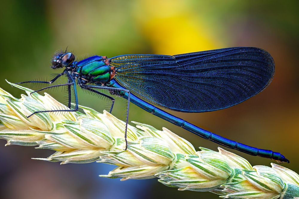 Красотка темнокрылая (самец) - Calopteryx virgo