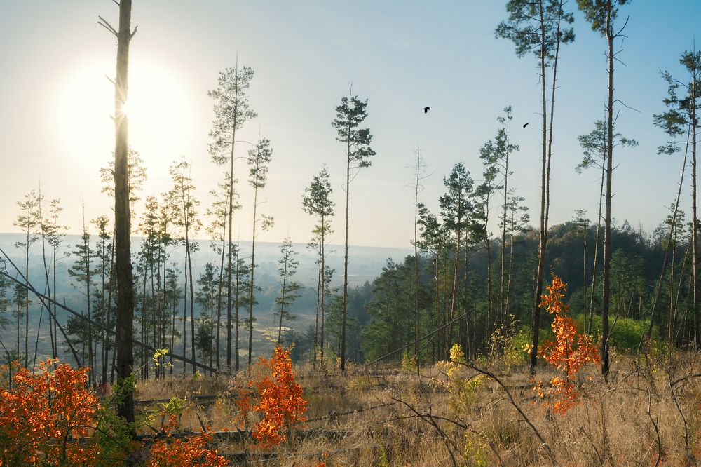 Заброшенный лес.