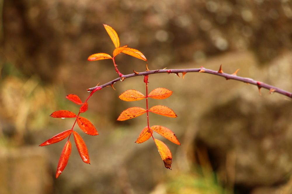 Детали осени
