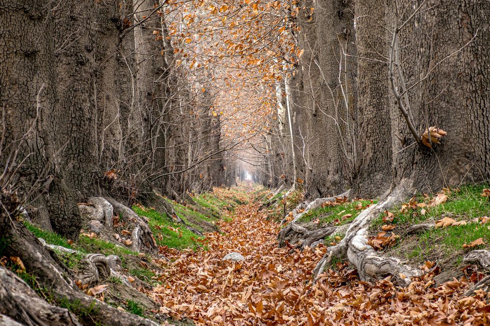 Photograph by Vahid Sabet