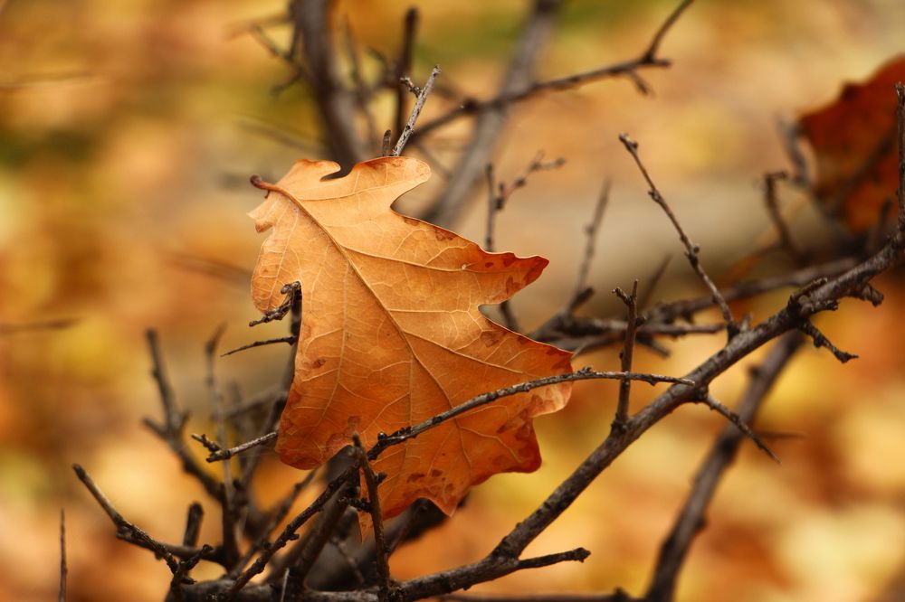 Детали осени