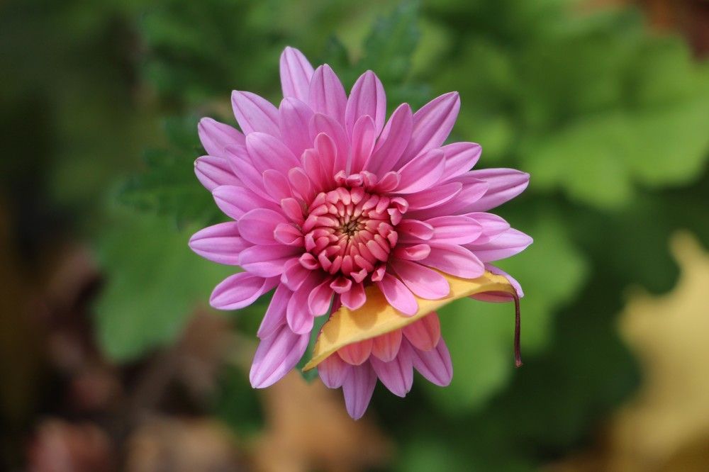 Детали осени