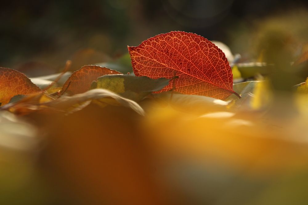 Детали осени