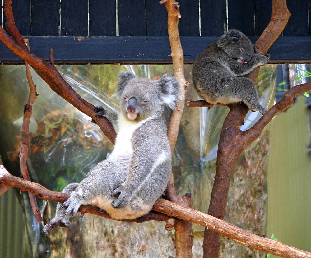 Inhabitants of Australia