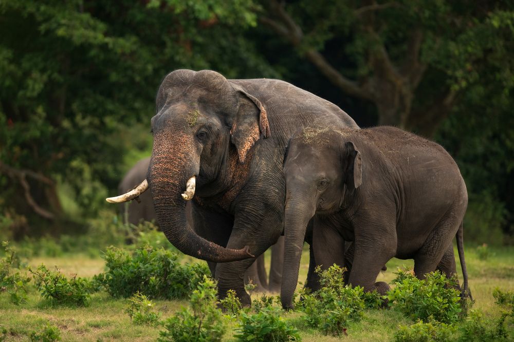 Hold my hand, I mean trunk!