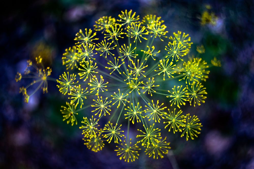 Photograph by Кобец Дмитрий