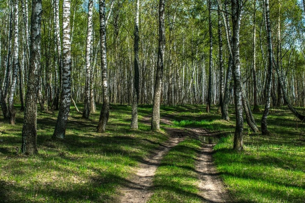 Лесная дорога