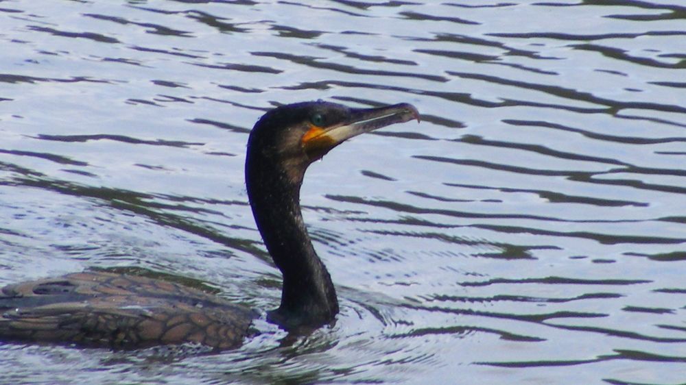 Photograph by Lokuge Sanuth