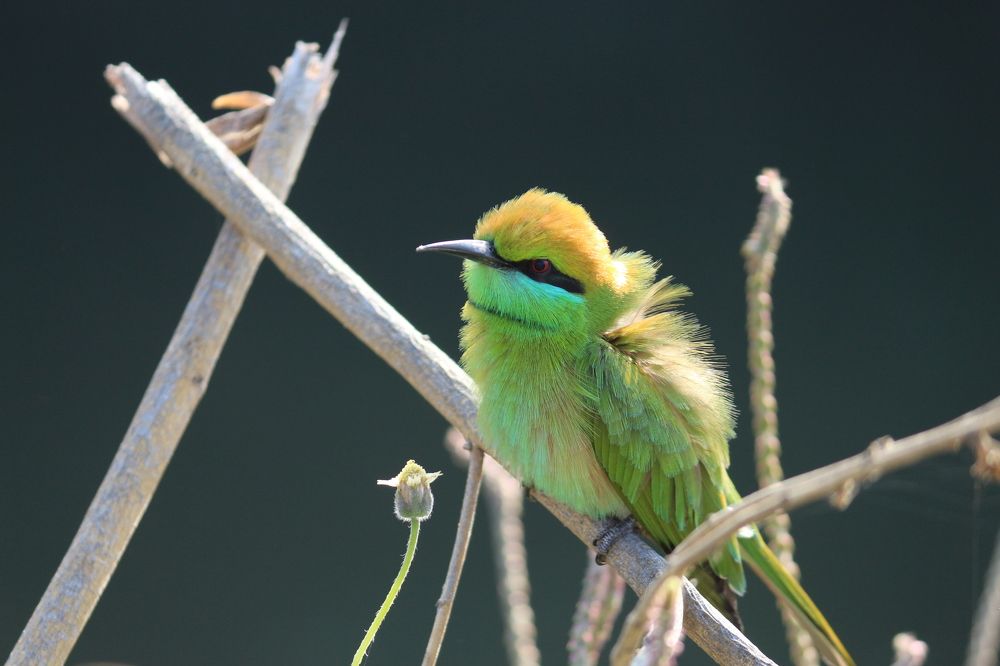 Photograph by Kamlesh Gohel