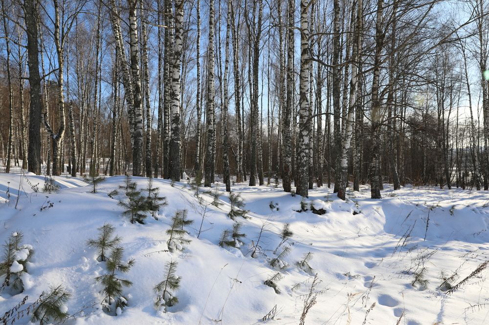 Берёзовая роща. Февраль.