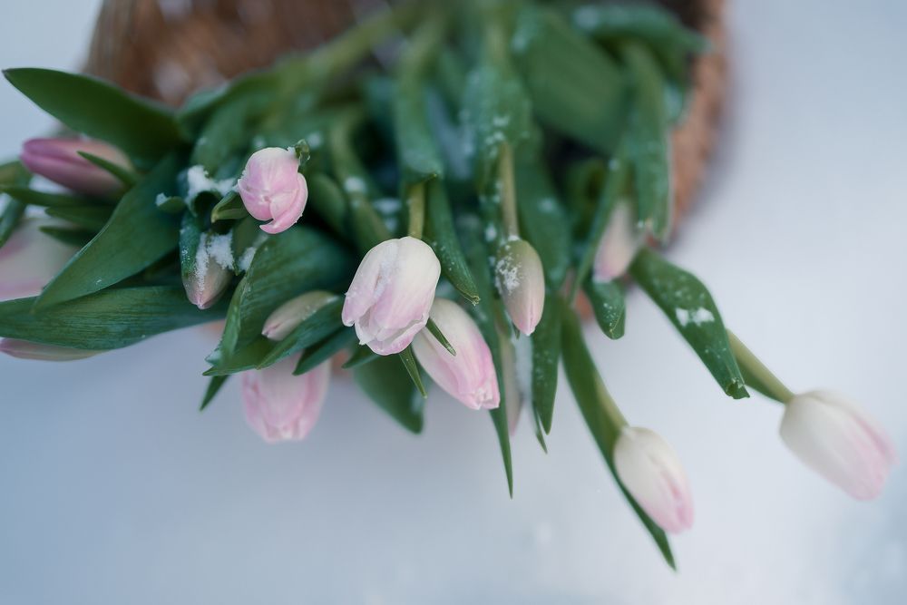 Фотография автора Anna Alimpieva