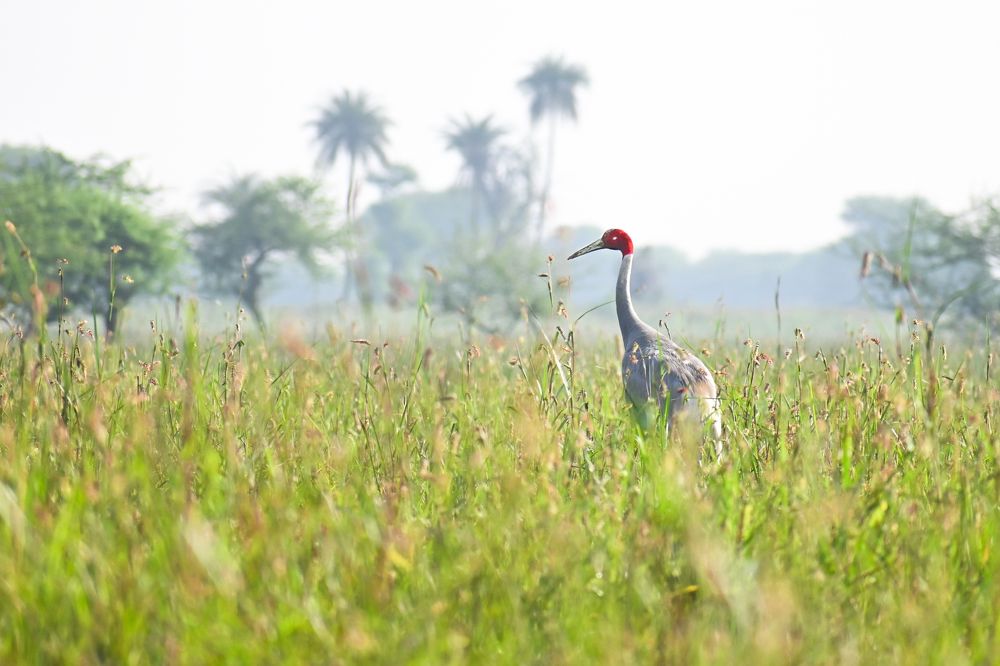 Sarus Crane
