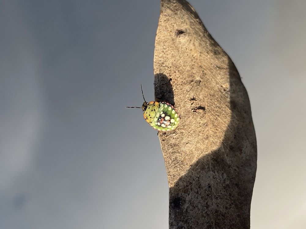 Bug life