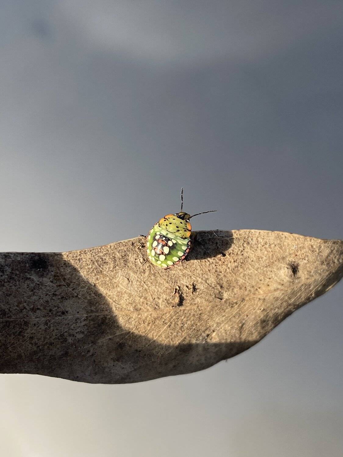 Bug life