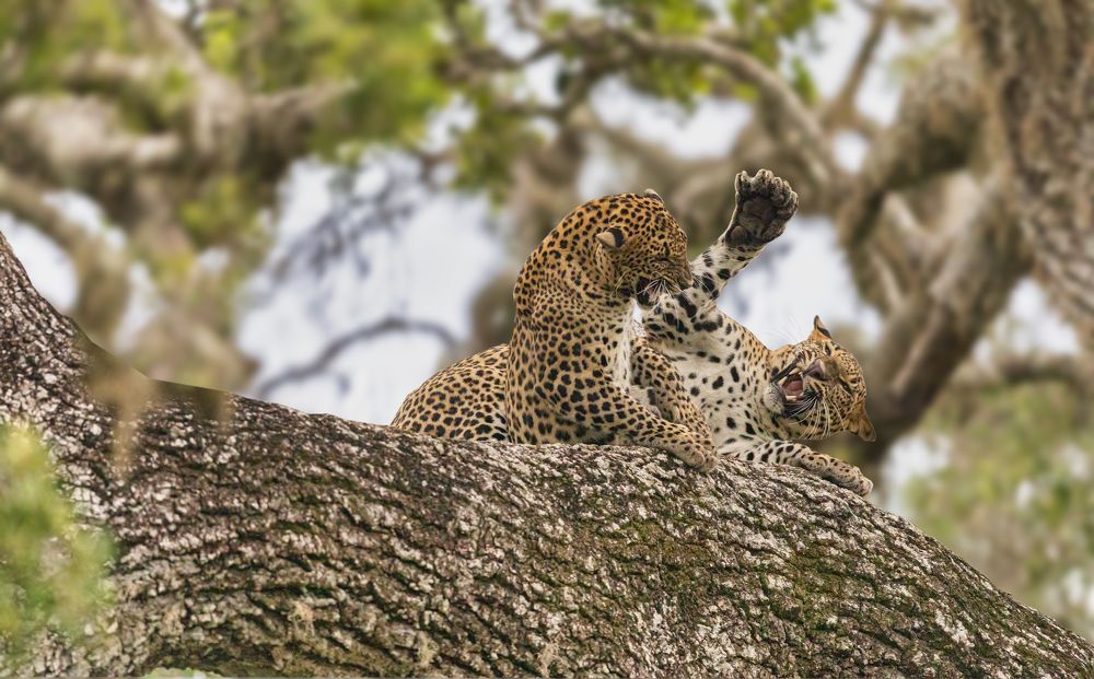 Фотография автора Ashok Behera