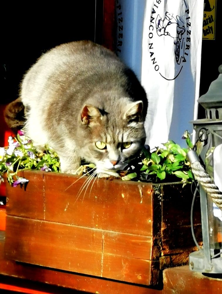 Фотография автора Meenakshi Ghosh