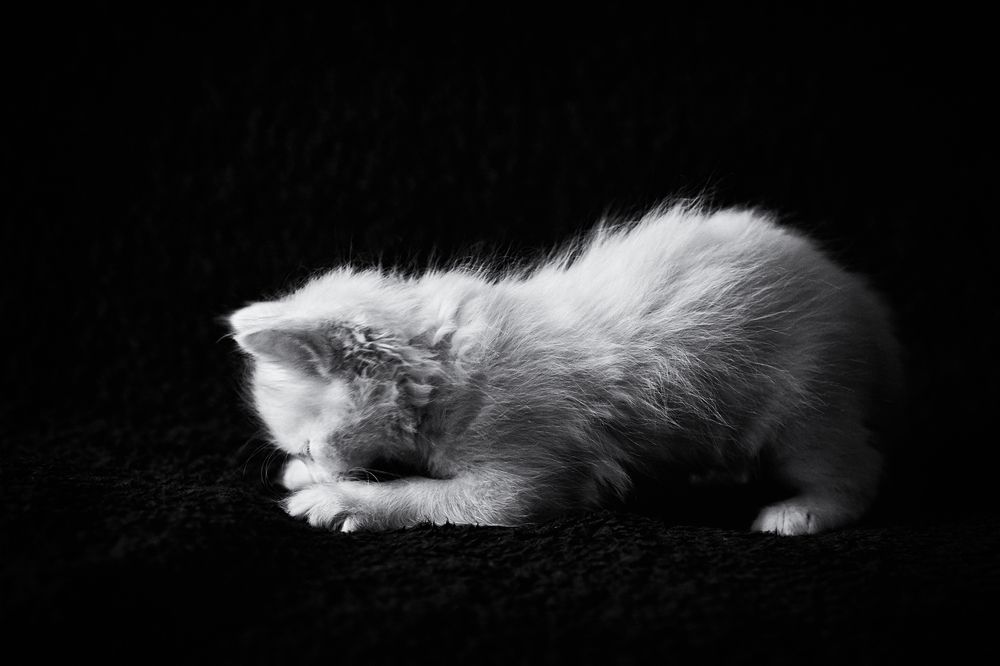 Ищу добрые руки