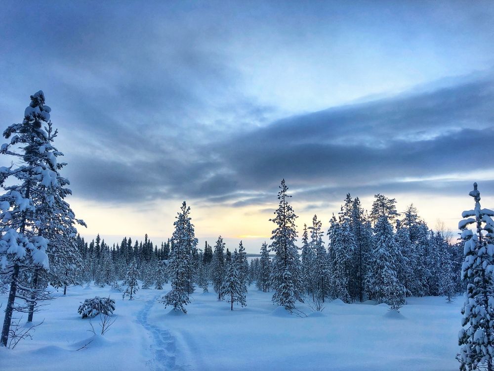 Северный лес