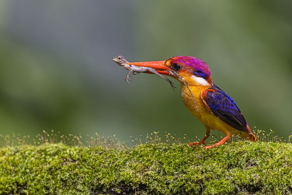 Фотография автора Ashok Behera