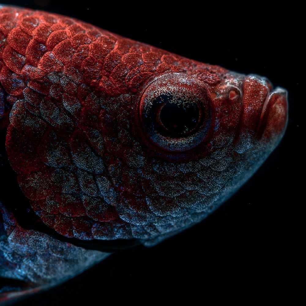 Photograph by Wira Awank