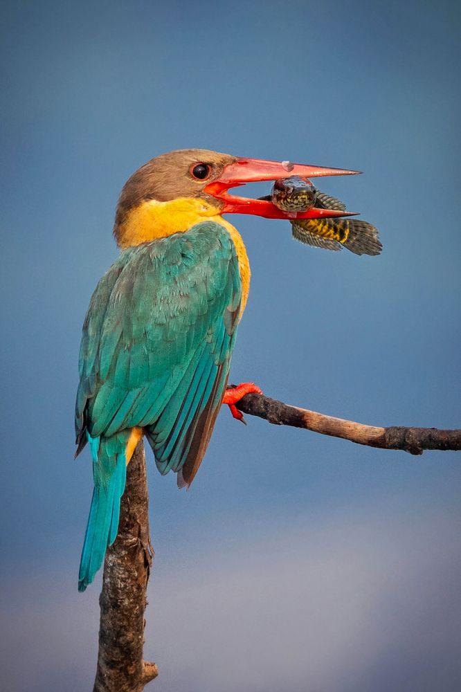 A FINE BREAKFAST WITH FISH FRY