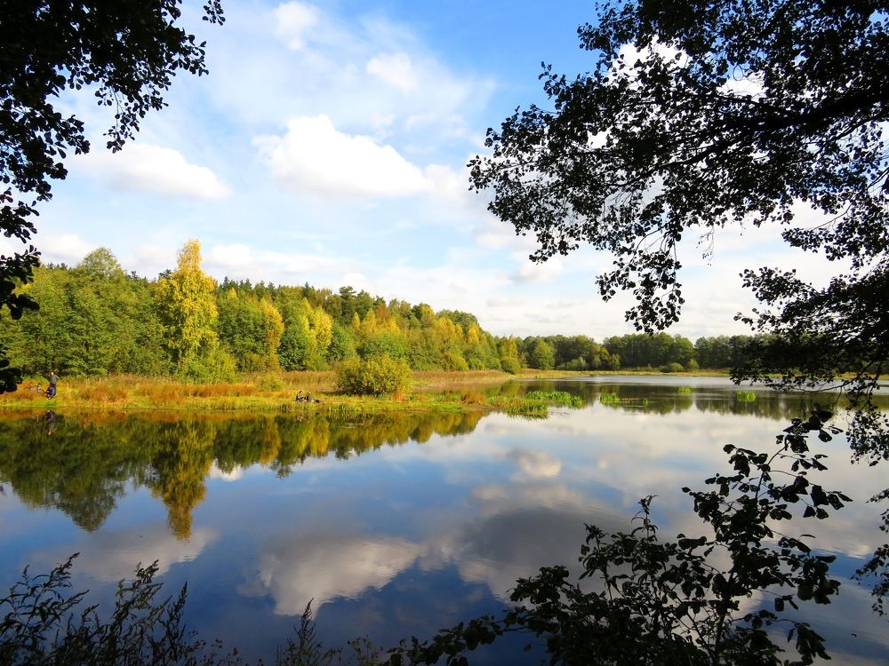 Безмолвие лесного озера