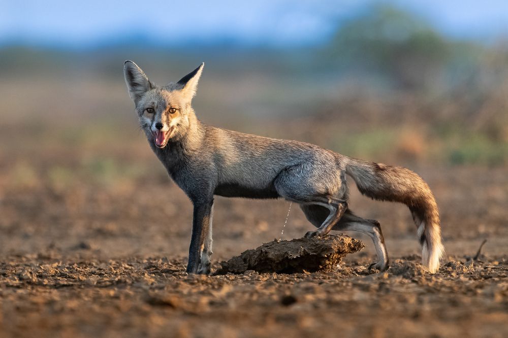 Desert fox male defend its territory by urinating on rock.