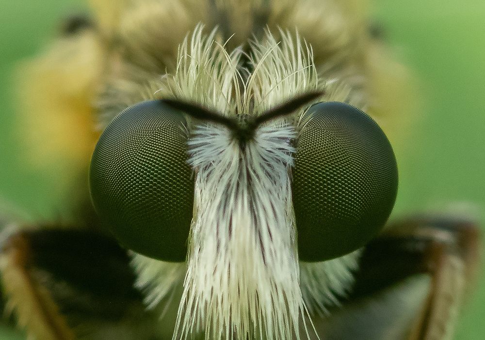 Robberfly Compound Eyes !!